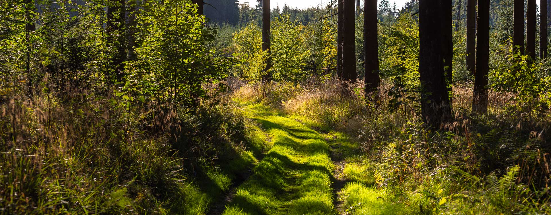 Teppichweg im Wald_