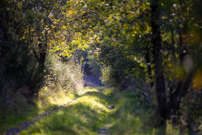 Wald und Wiesenweg