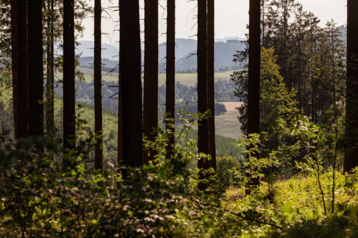 Waldblick