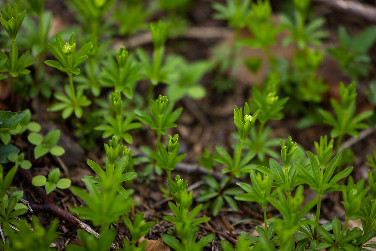 Waldmeister im Fichtenwald