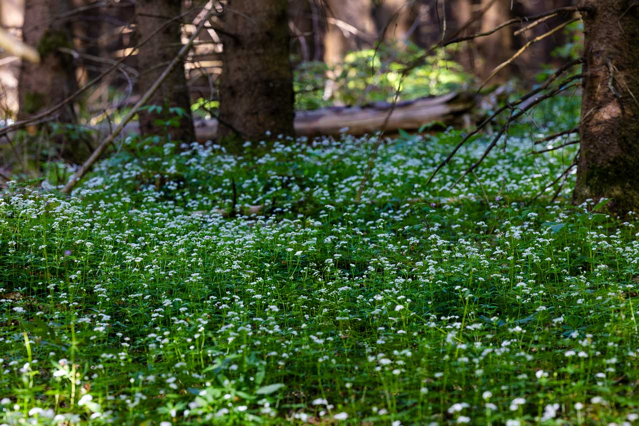 Blühender Waldmeisterteppich im Fichtenwald