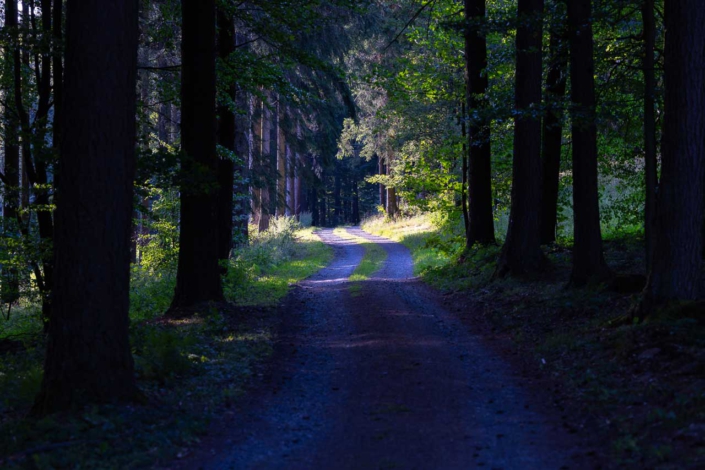 Waldweg