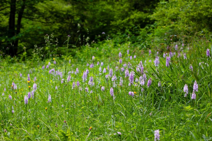 Wilde Orchideen (geflecktes Knabenkraut) im Wald