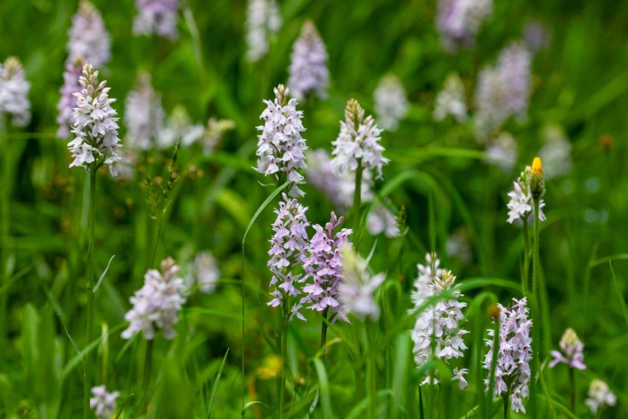 Wilde Orchideen (geflecktes Knabenkraut) im Wald