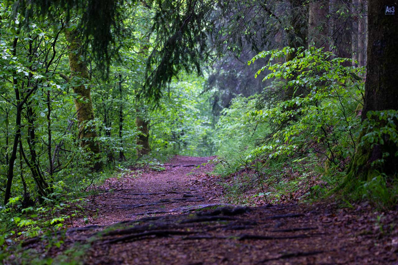 Wurzelweg