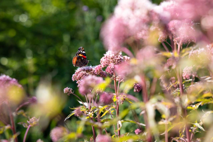 Admiral (Vanessa atalanta)