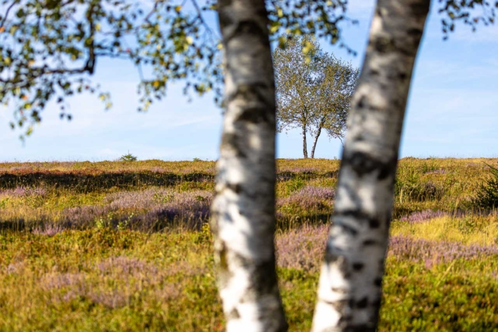 Astenheide