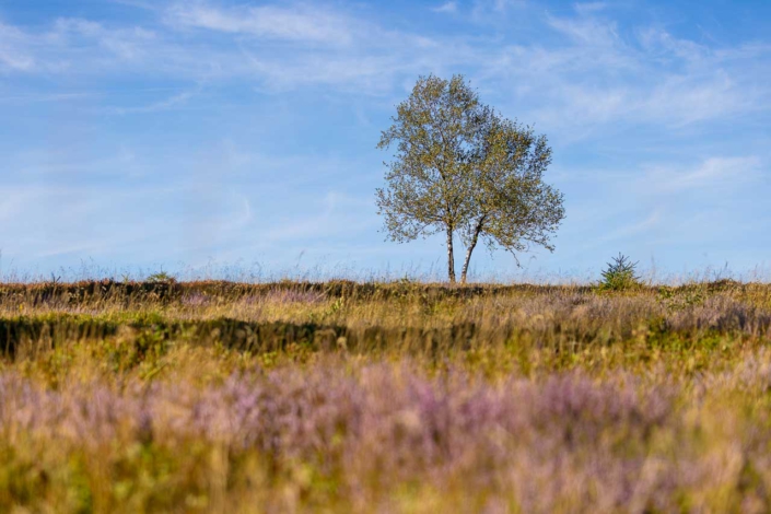 Astenheide