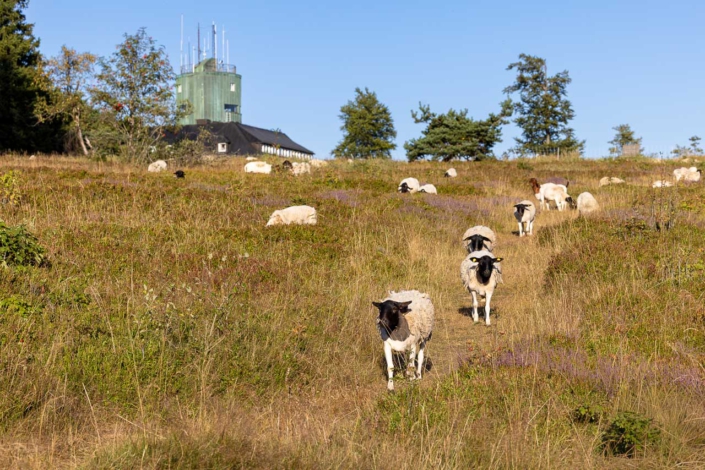 Astenheide