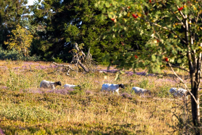 Astenheide