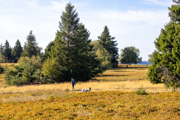 Astenheide