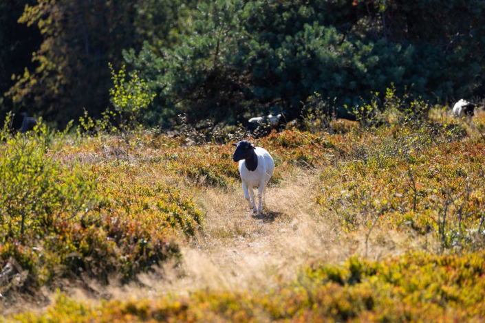 Astenheide