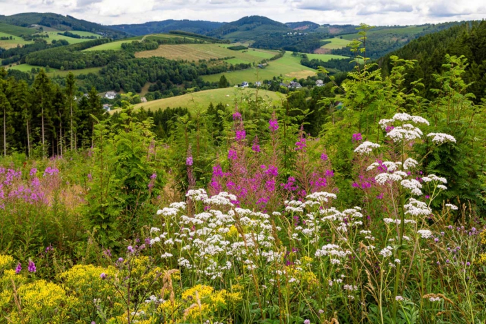 Aussicht vom Graftenberg