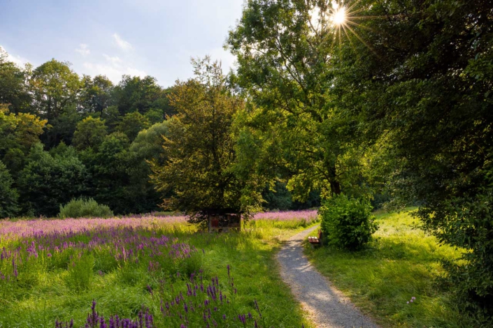 Blutweiderich im Fleckenberger Park