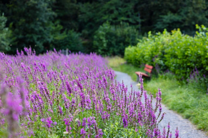 Blutweiderich im Fleckenberger Park