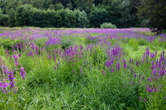 Blutweiderich im Fleckenberger Park