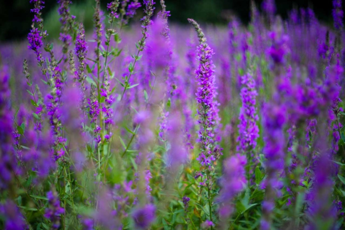 Blutweiderich im Fleckenberger Park