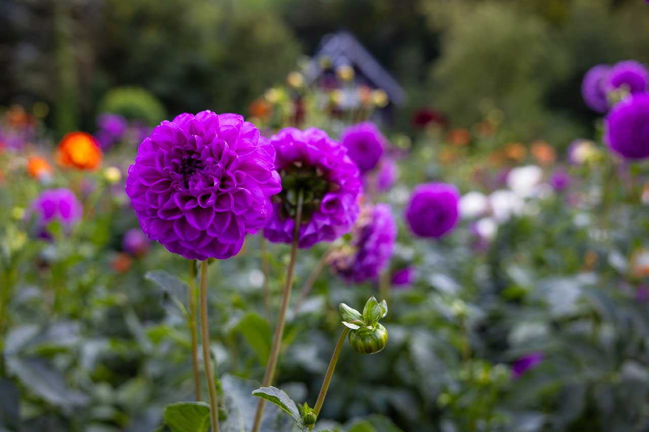 Dahlien in Wennings Garten