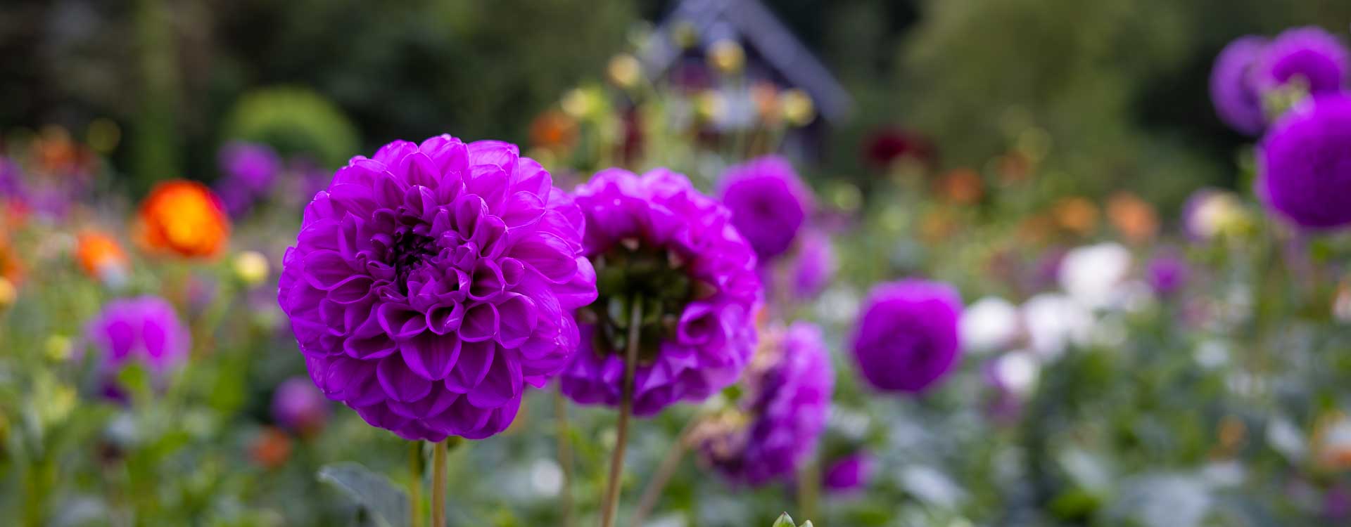 Dahlien in Wennings Garten