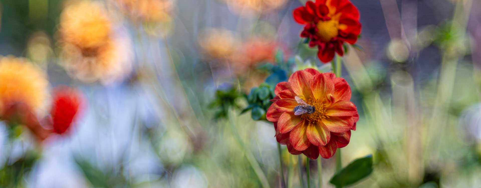 Dahlien