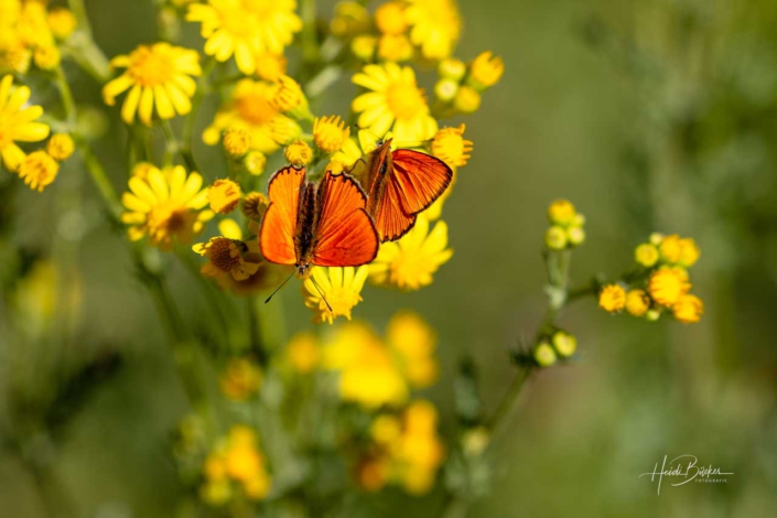 Dukatenfalter (Lycaena virgaureae)