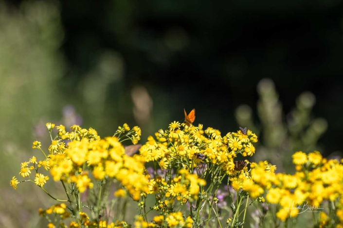 Dukatenfalter (Lycaena virgaureae)
