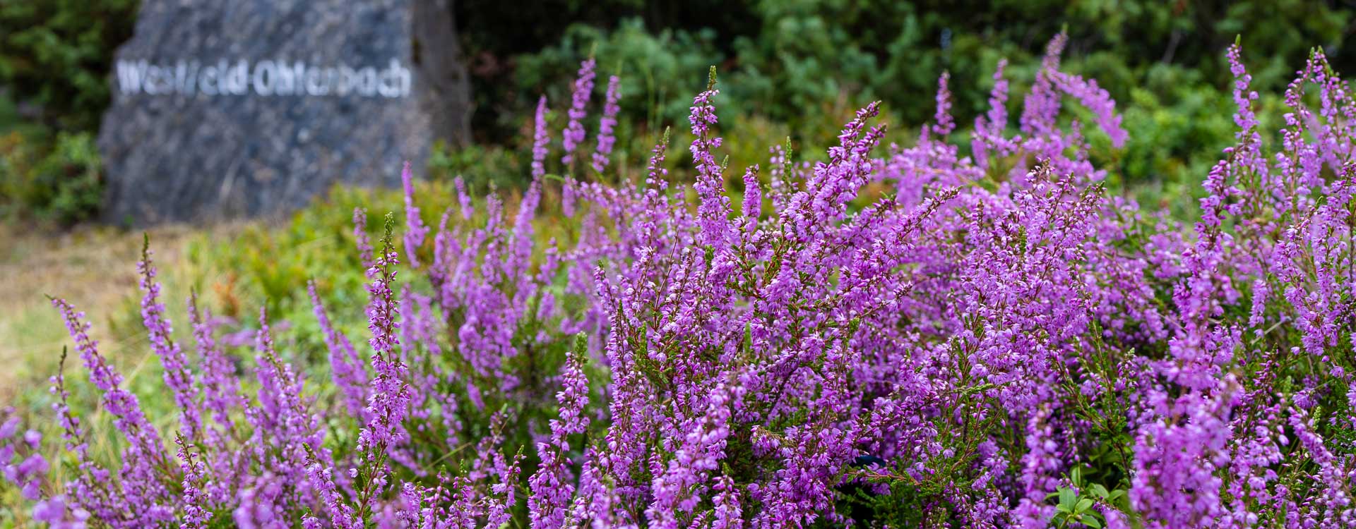 Heideblüte im NSG Rehhecke