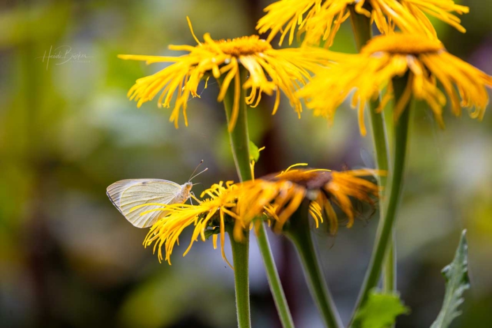 Kohlweißling auf gelb leuchtender Blüte