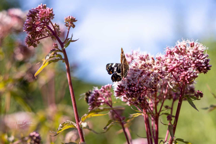 Landkärtchen (Araschnia levana)