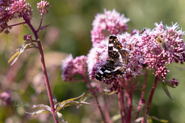 Landkärtchen (Araschnia levana)