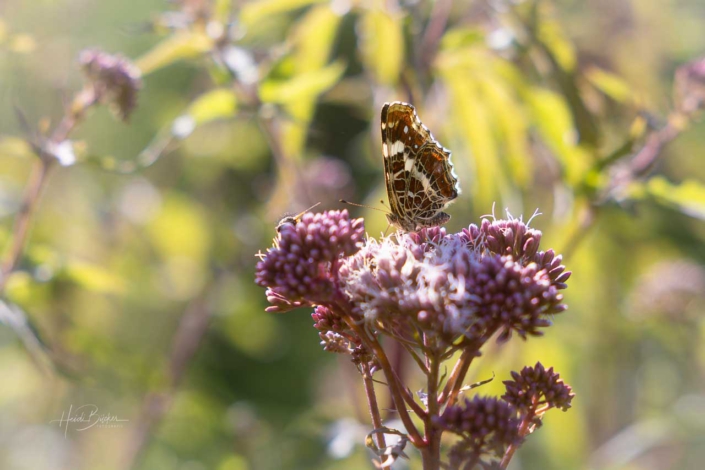Landkärtchen (Araschnia levana)