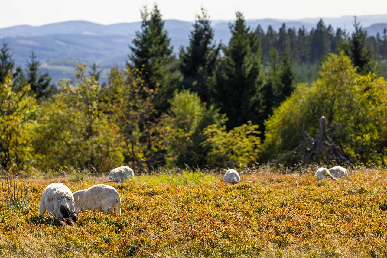 Schafe in der Astenheide