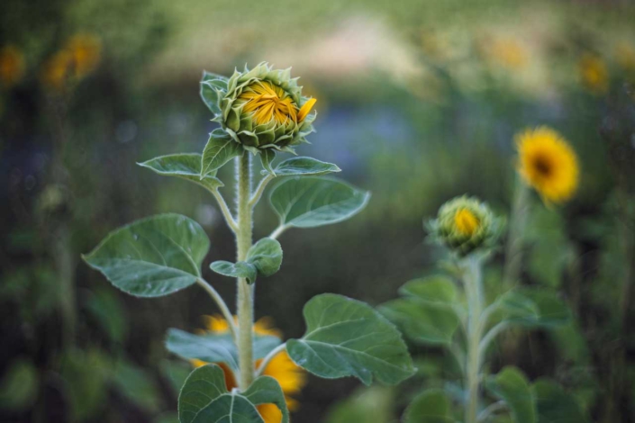 Sonnenblumen