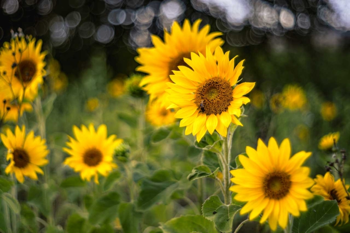Sonnenblumen