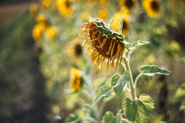 Sonnenblumen