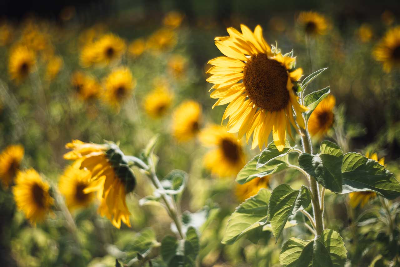 Sonnenblumen