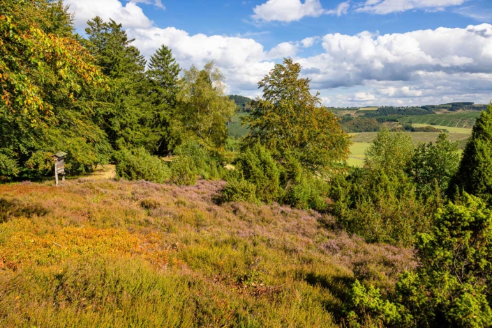 Wachholderheide Rehhecke