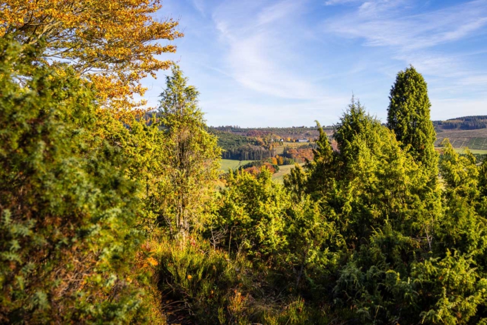 Wachholderheide im Herbst