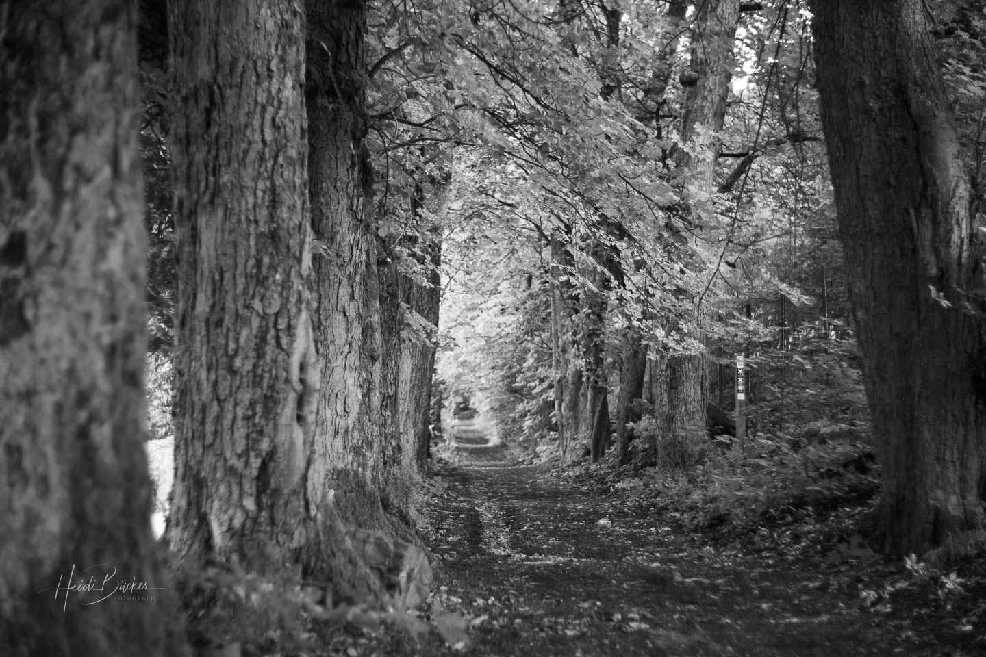 Waldskulpturenweg_Pentacon_sw_49