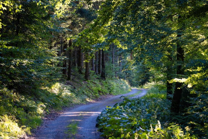 Waldweg