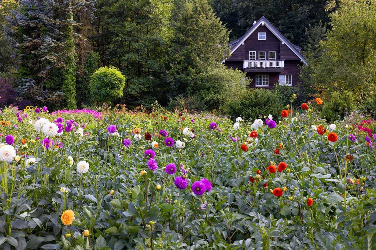 Wennings Garten