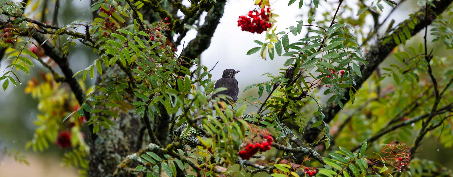 Amsel in einer Eberesche