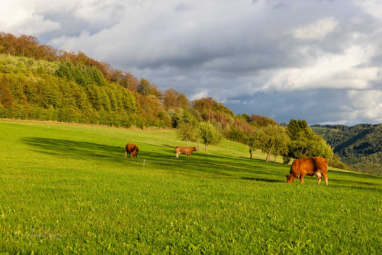Aubrac-Rinder auf der Weide