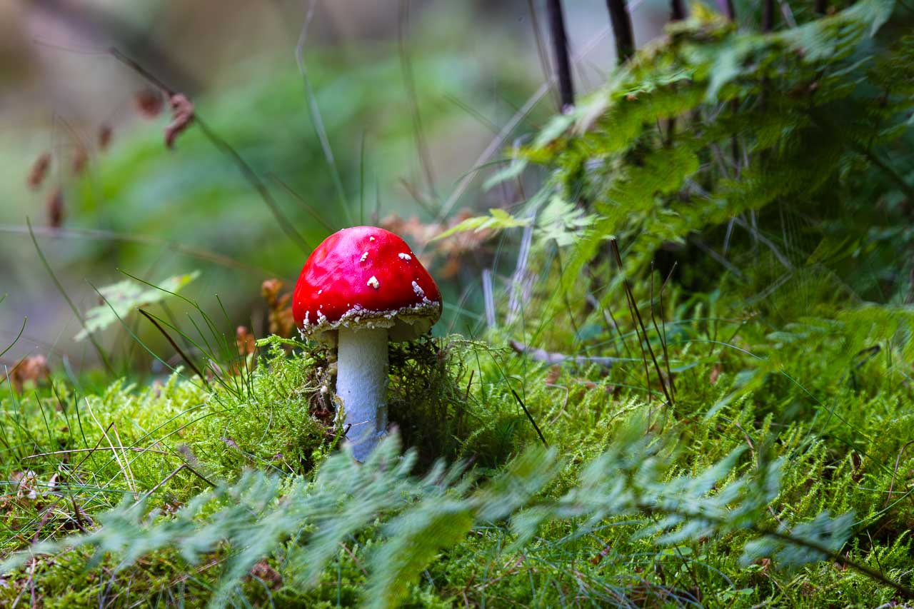Fliegenpilz im Moos