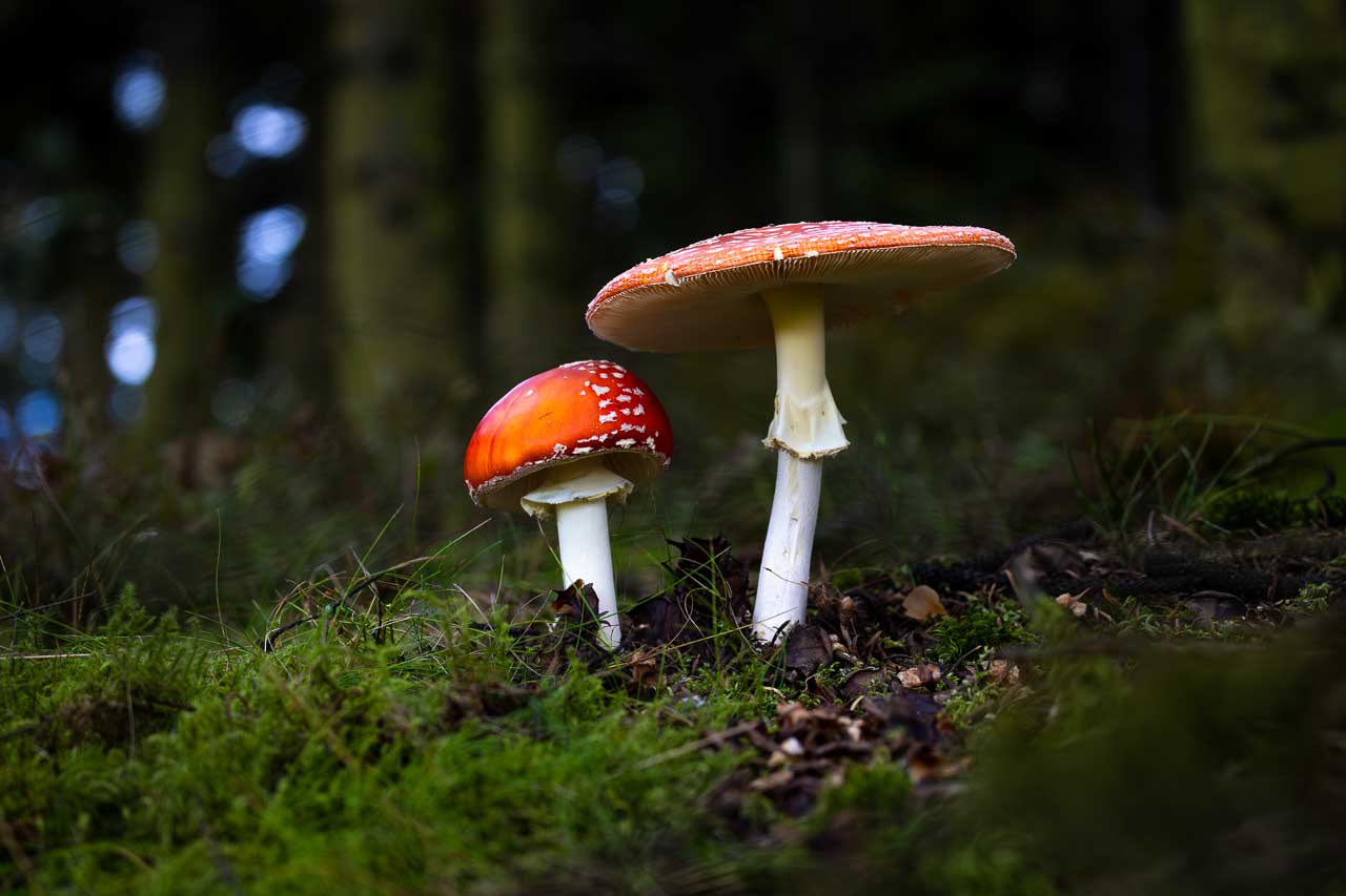 Fliegenpilze