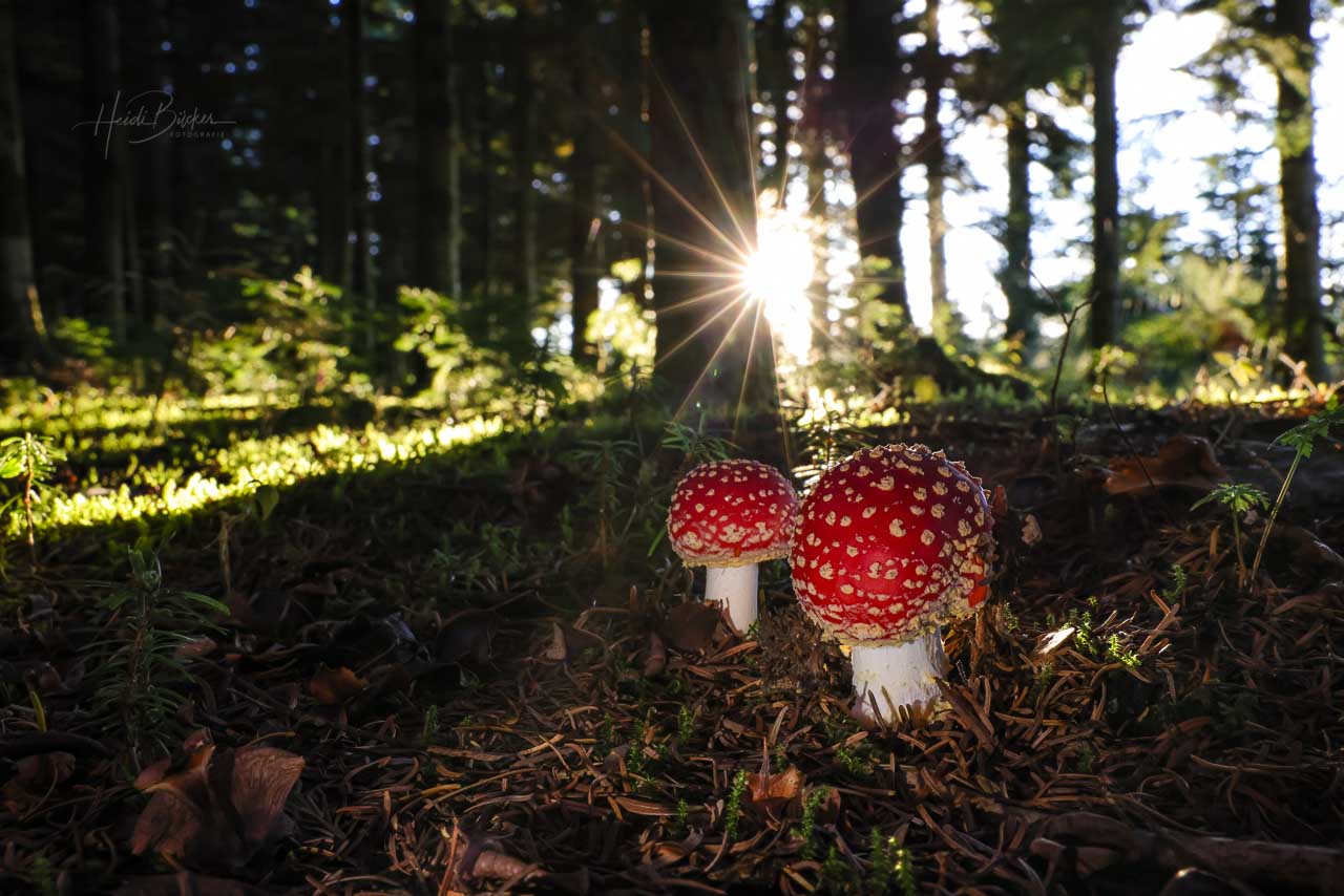 Fliegenpilze-Duo im Nadelwald