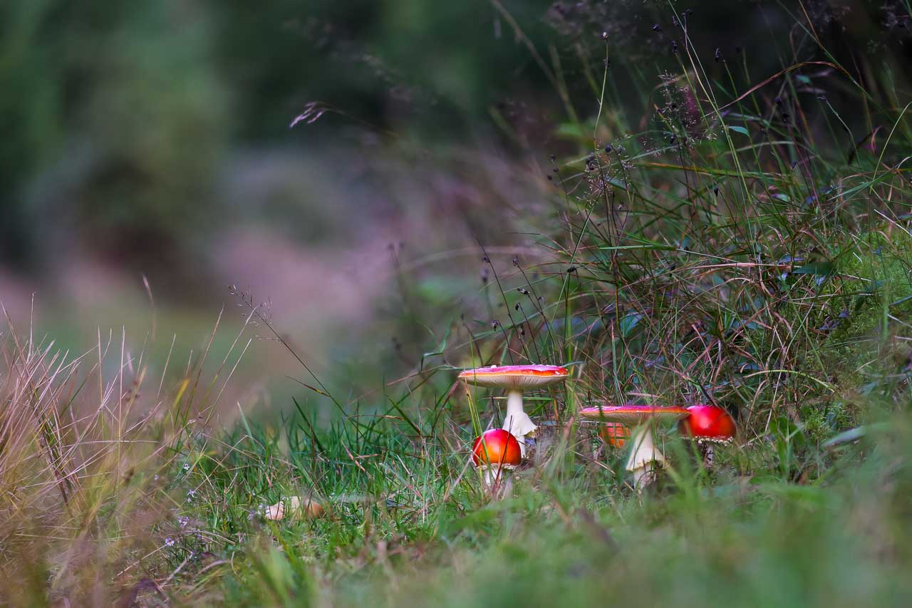 Fliegenpilze am Wegesrand