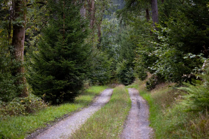 Waldweg im „Schwarzen Siepen“ bei Ohlenbach