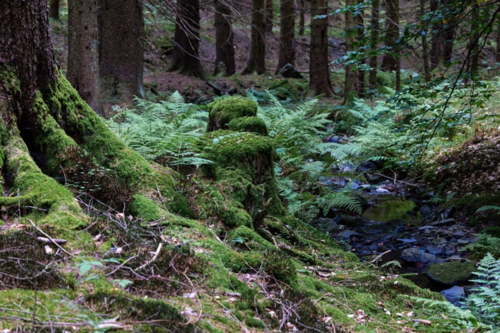 Uriger Fichtenwald am Schwarzen Siepen