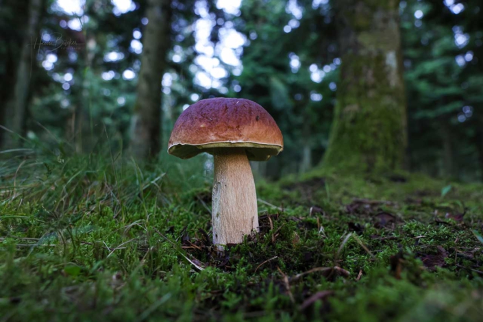Steinpilz im Nadelwald